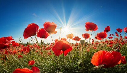 red poppies in the field with sunburst shot from below remembrance symbol beautiful nature background beneath a blue sky at sunset scenic countryside landscape in spring sun behind the red flowers