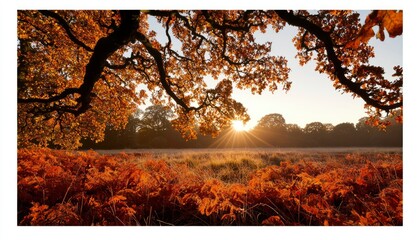 Autumnal forest sunrise