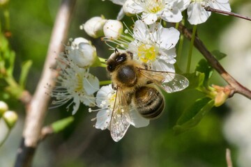 bee on a flower