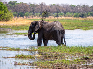 An elephant (Loxodonta africana) enjoys the cooling mud fountain from its trunk. What joy!