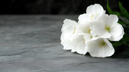 Fototapeta premium Delicate white flowers on dark slate