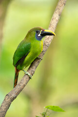 emerald toucanet (Aulacorhynchus prasinus) is a species of near-passerine bird in the toucan family Ramphastidae. It is found from Mexico to Nicaragua.