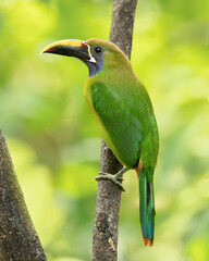 emerald toucanet (Aulacorhynchus prasinus) is a species of near-passerine bird in the toucan family Ramphastidae. It is found from Mexico to Nicaragua.