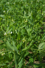 Legume crop field with furrow irrigation