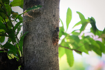 真夏に木の枝にとまっているいるセミ