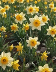 Close-up vibrant daffodils, sunlit petals, spring meadow,  yellow flowers,  plant, daffodil