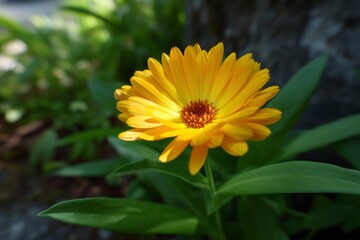 Calendula Flower Blooming with Vibrant Yellow Petals and Green Leaves