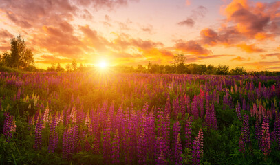 Obraz premium Sunset on a field with purple lupines in springtime.