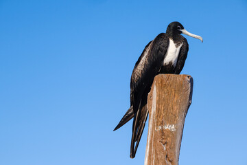 Frigatebird perched on wooden post under clear blue sky