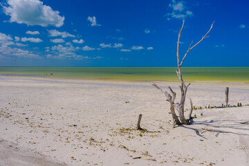 Lone Tree on Holbox Beach