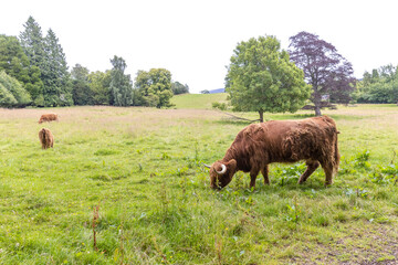 A highland cow grazing in a field outside of Blair Castle in Scotland.