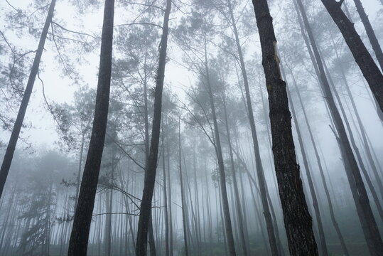 A tranquil view of tall pine trees shrouded in dense fog, creating a mysterious and atmospheric forest landscape. The misty ambiance and vertical tree trunks provide a sense of depth and serenity - Powered by Adobe