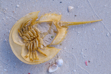 Horseshoe crab on the sands of Holbox