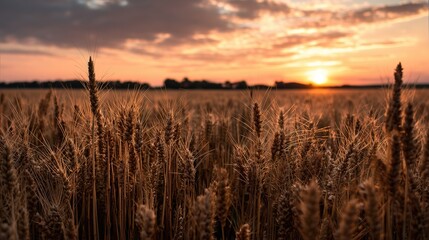 vast wheat field glowing under the golden hues of a summer sunset 