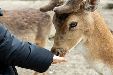 Close encounter with a curious deer gently reaching for food from a person's hand in a natural...