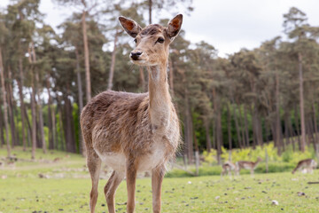 Deer standing gracefully in a lush green meadow surrounded by trees, showcasing the beauty of wildlife in a natural habitat