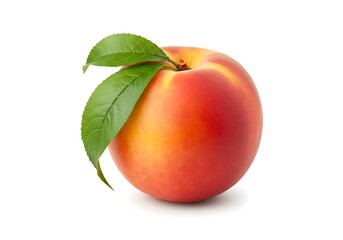 A single peach with two green leaves attached to the stem on a white background studio shot