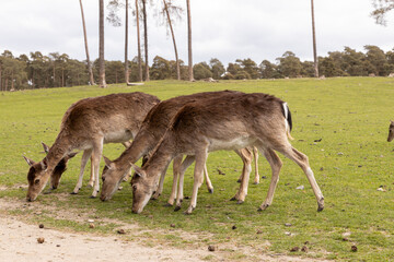 Group of deer grazing on lush green grass in a serene landscape, surrounded by trees and open space, showcasing natural wildlife behavior