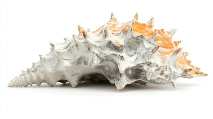 Obraz premium Beautiful Sea Shell with Spikes and Orange Accents on White Background