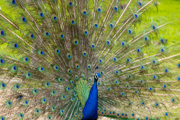 Obraz premium Vibrant peacock displaying its colorful plumage with intricate feather patterns in a lush green environment, showcasing natural beauty and elegance