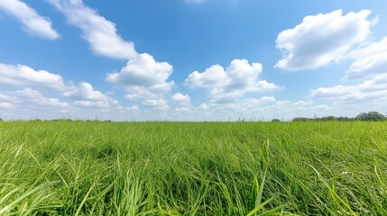 Obraz premium Lush green meadow under a vibrant blue sky
