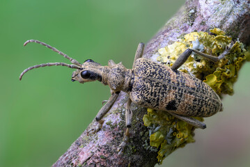 Laubholz-Zangenbock - Rhagium mordax