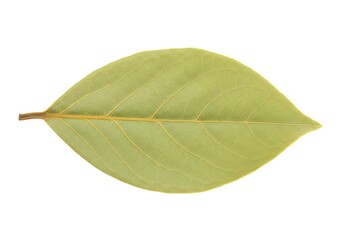 Obraz premium Close up shot of a single green bay leaf with visible veins isolated on a white background plain studio shot