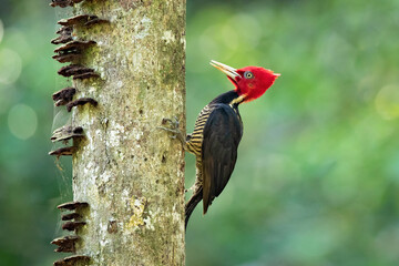 The pale-billed woodpecker (Campephilus guatemalensis) is a species of bird in subfamily Picinae of the woodpecker family Picidae. It is found from Mexico to Panama.