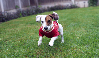 Small dog running toward camera in a garden, wearing a red sports jersey.