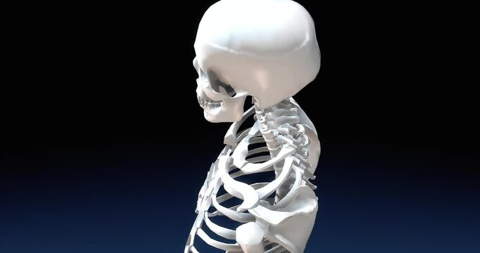 Upper torso of a human skeleton suitable for medical illustrations, Halloween designs, educational materials, anatomy textbooks, and spooky graphic designs.