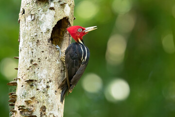 The pale-billed woodpecker (Campephilus guatemalensis) is a species of bird in subfamily Picinae of the woodpecker family Picidae. It is found from Mexico to Panama.