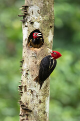 The pale-billed woodpecker (Campephilus guatemalensis) is a species of bird in subfamily Picinae of the woodpecker family Picidae. It is found from Mexico to Panama.
