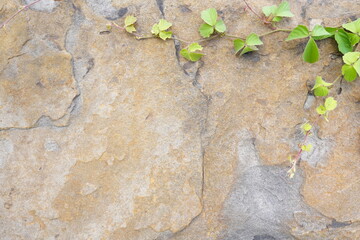 Natural cracked stone pattern background.