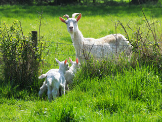 Goat with Two Kids