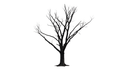 Monochrome tree with delicate white blossoms against a stark black background.