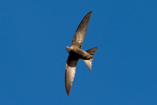 Rondone in volo