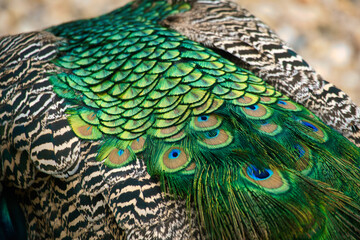 Fototapeta premium Close-up of colorful peacock feathers with shimmering shades of green and blue.
