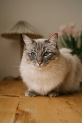 portrait of a ragdoll cat sitting on a wooden table
