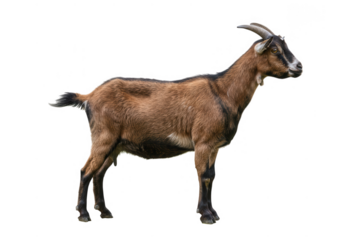 Profile view of a brown goat standing against isolated on transparent background