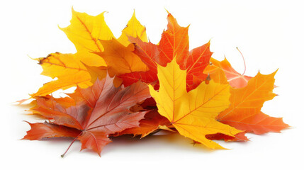 Fototapeta premium Maple Leaves in Shades of Red, Orange, and Yellow on White Background, Perfect for Autumn Themes and Seasonal Decor