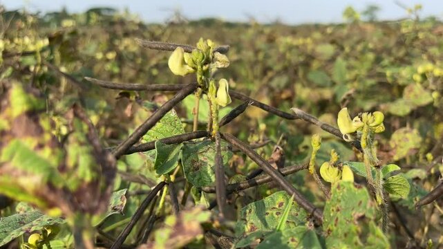 Green mung bean plantation in india. Mung bean crop close up.