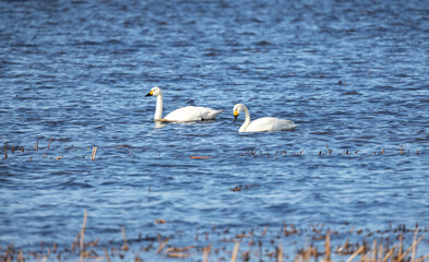 Two white swans gliding effortlessly across calm blue lake waters