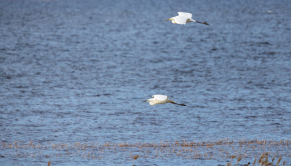 Two majestic white herons gracefully soar over a serene blue lake
