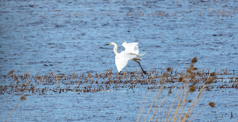 A graceful white egret in flight over a tranquil wetland landscape