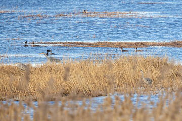 Gray herons situated among tall reeds and wetland waters,