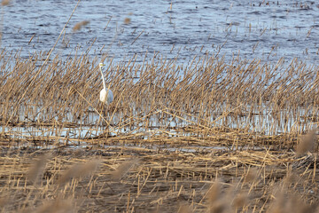 Great white egret wading through dense marshland near tranquil water