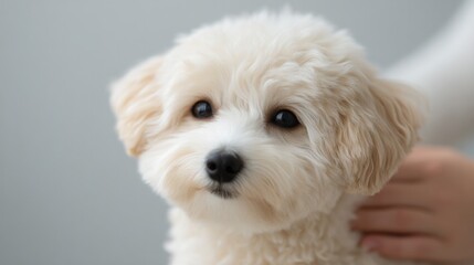 minimalistic image of hands gently grooming content dog clean background with ample copy space for text