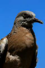 Portrait of bird, into the eyes of bird 