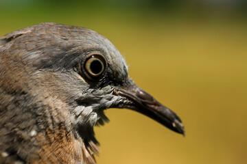 Portrait of bird, into the eyes of bird 
