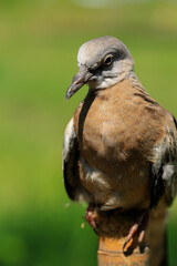 Portrait of bird, into the eyes of bird 